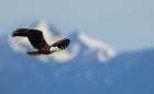 Bald eagle flying, passing in front the Olympic Mountains, Washington State Art Print